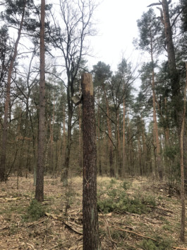 Arbeitstitel